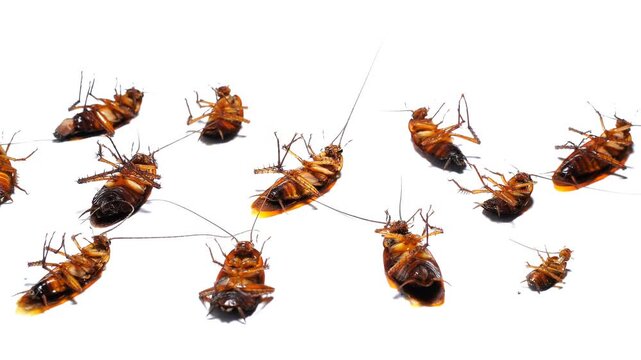 A group of dying cockroaches moving on a clean white surface. High-quality footage for pest control services, public health awareness, or biology education concepts