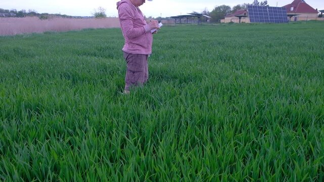 Agronomist using a smartphone to check and take photos of wheat ears in the field.