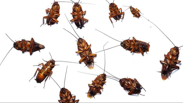 A group of dying cockroaches moving on a clean white surface. High-quality footage for pest control services, public health awareness, or biology education concepts