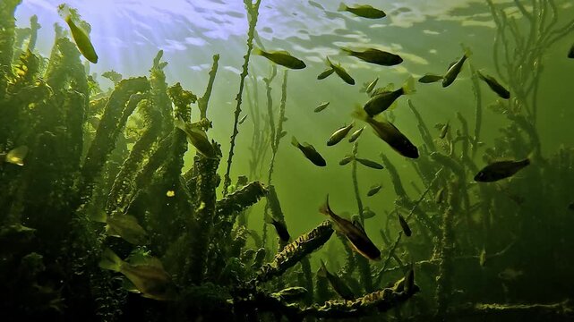 Small European perch - Perca fluviatilis - pass above the camera from a plant level viewpoint, forming a dense school in freshwater habitat.