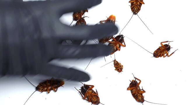Close-up of a gloved hand picking up dead cockroaches. Perfect for scientific research, pest extermination, or biology study. Isolated on white background for easy post-production and editing