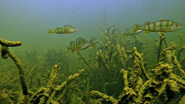 European perch - Perca fluviatilis - move together in slow motion across dense lake vegetation, showing natural schooling behavior in freshwater.
