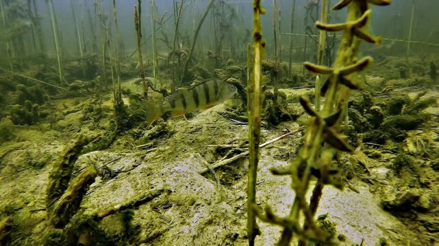 European perch - Perca fluviatilis - moves calmly over pale sand and aquatic vegetation, then meets two nearby perch on the lakebed.