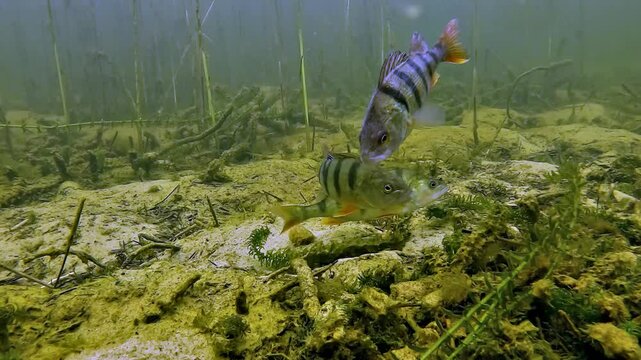 European perch - Perca fluviatilis - hold position together over pale sand and dense aquatic vegetation on a quiet lakebed.