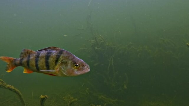 Close underwater side view of a European perch - Perca fluviatilis - moving slowly in front of green elodea vegetation over pale sand.