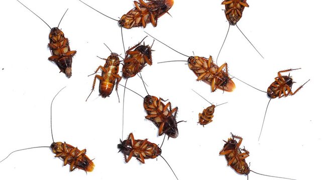 A group of dying cockroaches moving on a clean white surface. High-quality footage for pest control services, public health awareness, or biology education concepts