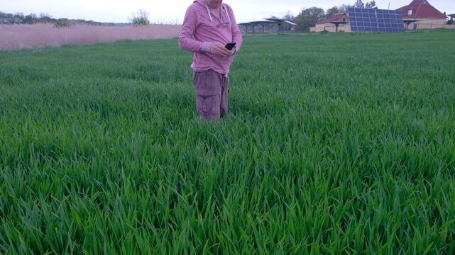 Agronomist using a smartphone to check and take photos of wheat ears in the field.