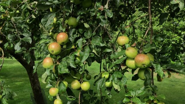 apple orchards vale of evesham worcestershire