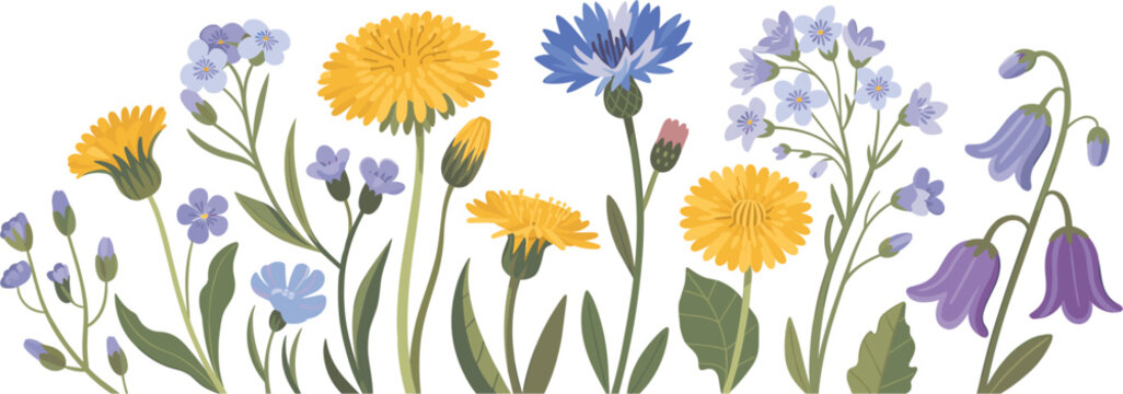 Beautiful spring wildflower border, horizontal yellow dandelion blue cornflower vector illustration on white background
