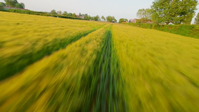 FPV Drone flight through a corn field
