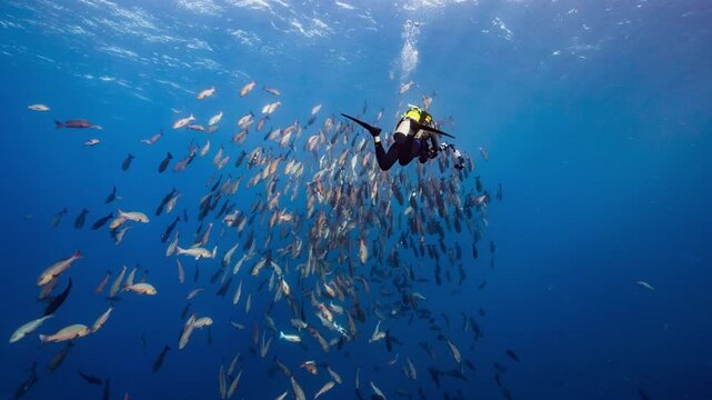 SCUBA Diver with underwater camera approaches spawning aggregation of Twin Spot Snapper in Palau Marine Sanctuary