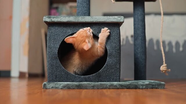 A young orange kitten interacts with a scratching post and a dangling toy. The kitten shows curiosity as it climbs and reaches for the toy while a hand gently guides it