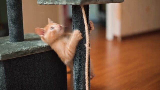 A young orange kitten engages in climbing and exploring a scratching post. The small cat shows playful behavior while pulling at the rope, all within a warm, indoor setting