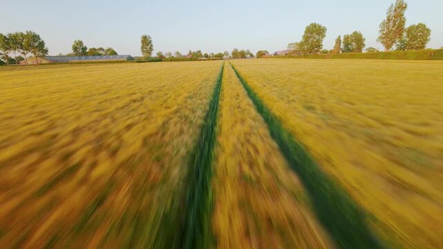 FPV Drone flight through a corn field