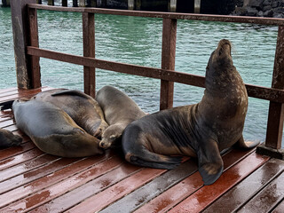 Fototapeta premium Galapagos sea lions resting on wet wooden dock, Galapagos Islands. Eye level view of group sleeping against metal railing with turquoise harbor water.