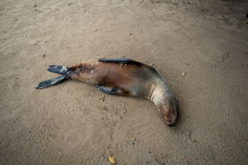 Galapagos sea lion sleeping on sandy beach, Galapagos Islands. Overhead view of brown animal lying on wet sand with flippers tucked to its side. © Vadim
