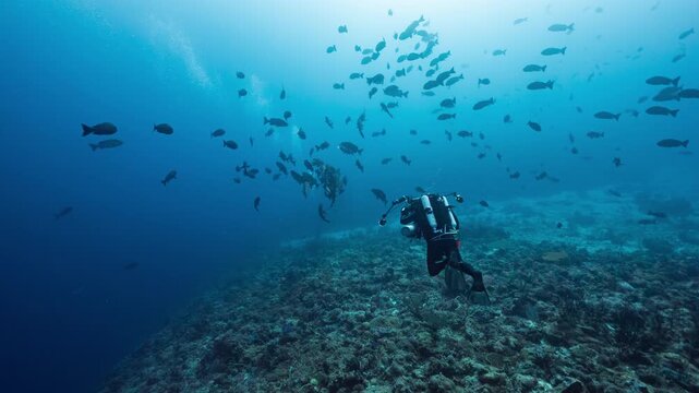Underwater shot of Rebreather Diver approaching a school of spawning Snapper with an underwater camera