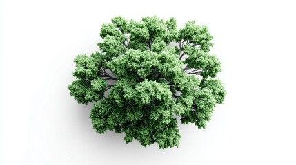 Obraz premium Overhead view of a lush green tree with dense foliage against a clean white background