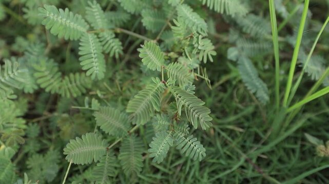 A close-up of a finger touching a sensitive plant (also known as the "shame plant" or by its scientific name  Mimosa pudica L.
