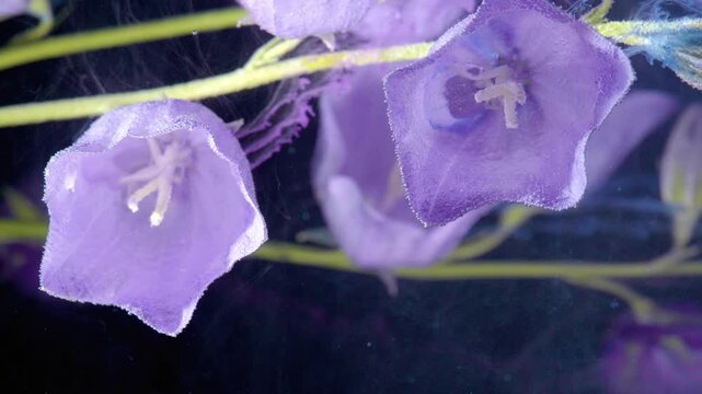 Detailed macro image of submerged violet flower. Highly detailed studio photograph showcasing delicate violet petals under water with textured effects