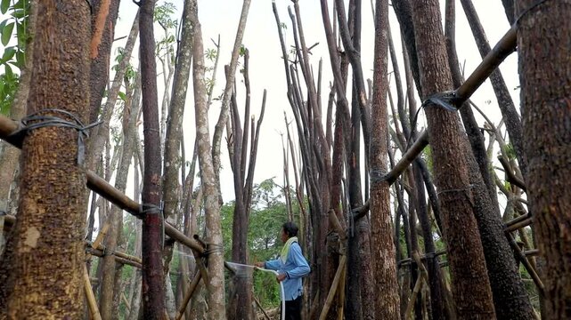 A gardener watering trees in a plant nursery area featuring various types of specialty plants.