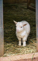 Cute Baby Goat Standing in a Barn Entrance © geolicious