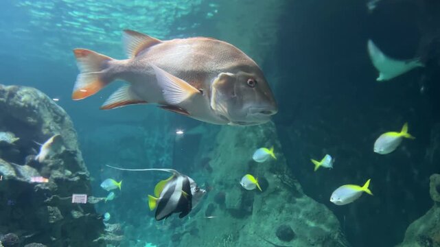 ,Large cubera snapper Lutjanus cyanopterus swimming with moorish idol Zanclus cornutus and longfin bannerfish Heniochus acuminatus in a marine aquarium. Tropical fish, underwater wildlife, ocean habit