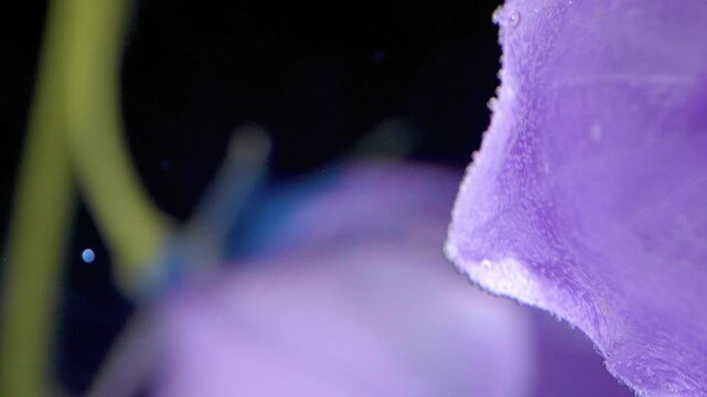 Closeup purple bellflower petal reveals stamen and velvet texture, botanist study in studio macro, dew on edge, soft black background, intimate botanical detail