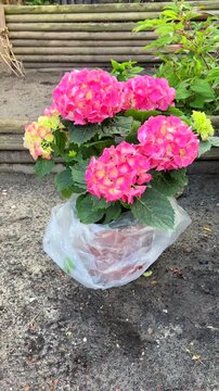 Beautiful pink hydrangea flower planting in the garden with copy space