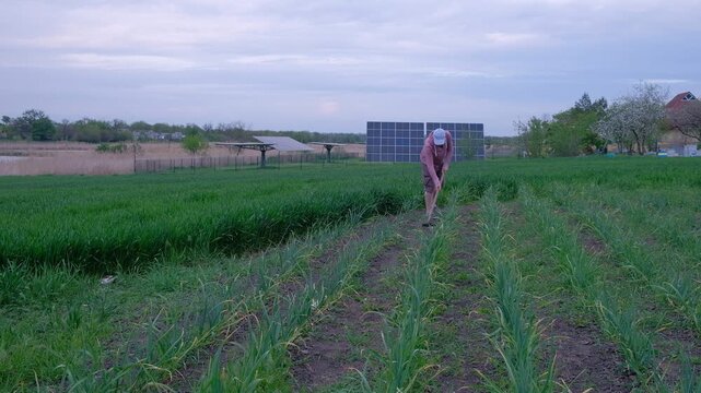 Farmer weeding the soil and planting young vegetable crops in a rural garden.