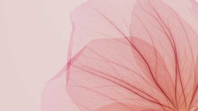Delicate translucent pink petals close-up with detailed veins on a soft pastel background, elegant minimalist floral motion background with x-ray detail