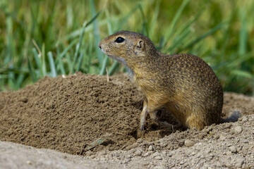 Ziesel (Citellus citellus) © Rolf Müller