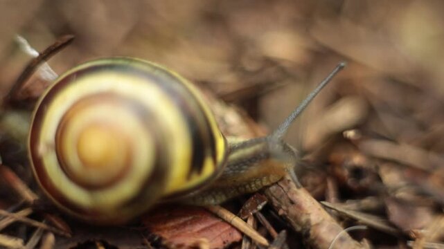 A snail crawls on a stone under the rain. A snail on a rock. The shell of the snail is brownish yellow. A beautiful living phenomenon.
