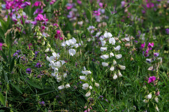 Breitbl&auml;ttrige Platterbse (Lathyrus latifolius)