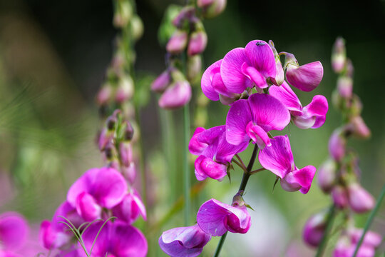 Breitbl&auml;ttrige Platterbse (Lathyrus latifolius)