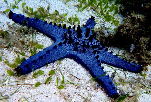Philippines sea life