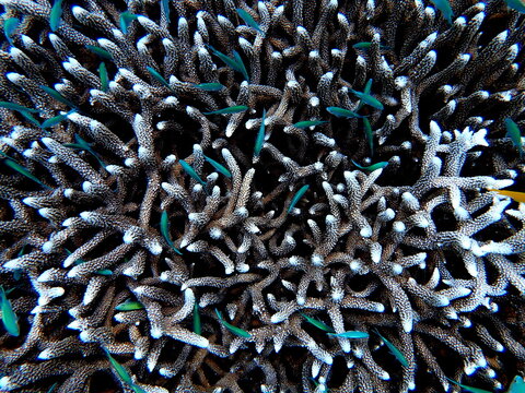 Philippines sea life