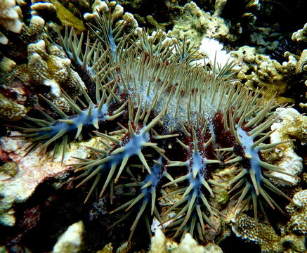 Philippines sea life