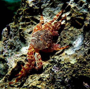 Filipino sea life