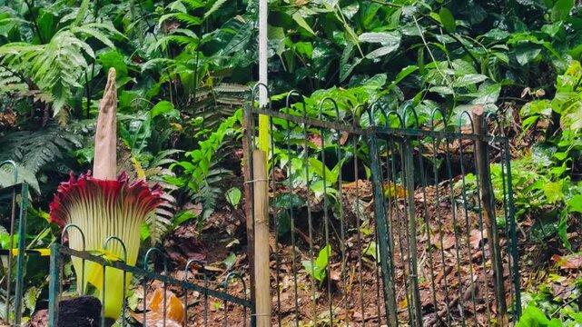 Titan arum flower that is protected by fence in forest