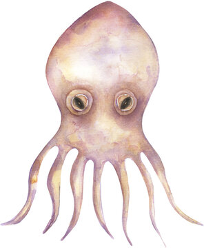 Watercolor Octopus Juvenile illustration, hand drawn ocean animal clipart, underwater creature clip art