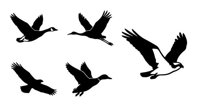 Flying Birds Vector Silhouettes Collection: Geese, Ducks, Osprey, Avian Wildlife Graphics for Nature and Sport Designs