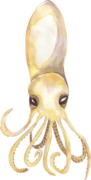 Watercolor Octopus Larvae illustration, hand drawn ocean animal clipart, underwater creature clip art