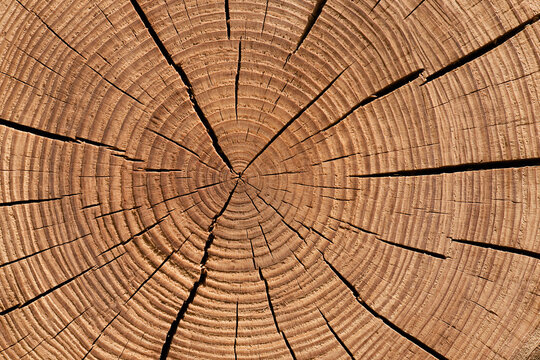 Close-up of cut log surface revealing concentric rings and deep radial fissures