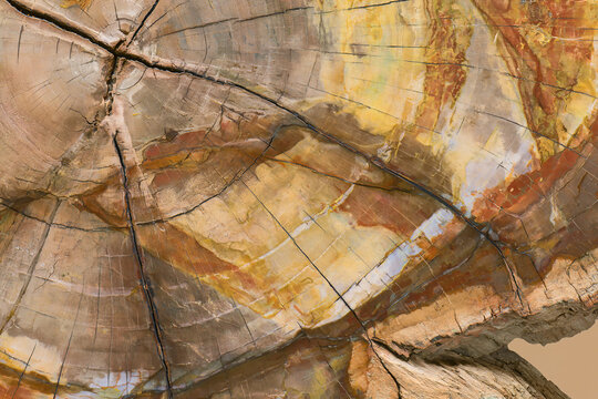 Colorful cross-section of a petrified wood log with fossilized colors and textures