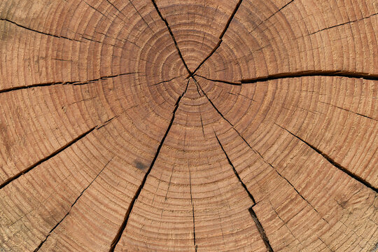 Top view macro texture of a fresh cut brown wood log