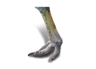 Fototapeta premium Leg of cassowary is a large flightless bird in Australia and has been dubbed 