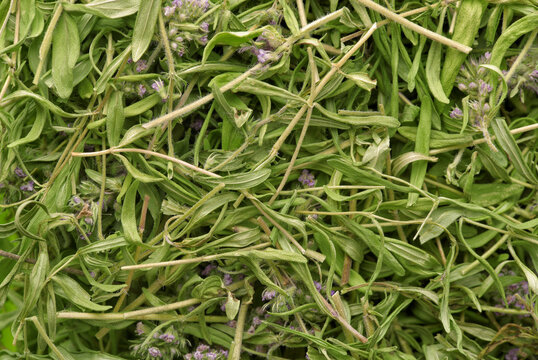 Dry wild thyme herbs and flowers