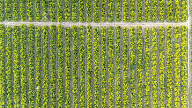 Aerial view of neat rows of green trees in an agricultural orchard with a dirt path in Coria del Rio, Andalusia, Spain.