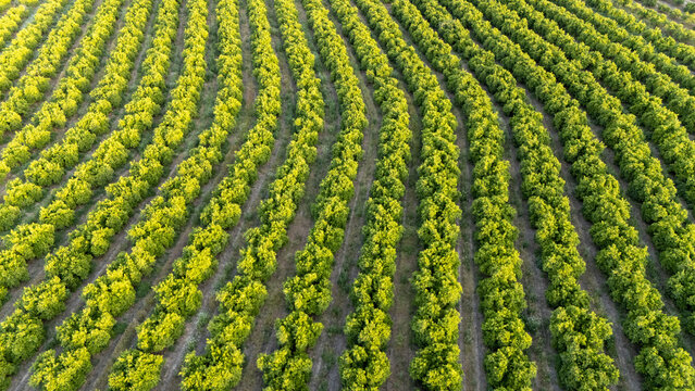 Aerial view of neatly arranged curved rows of lush green citrus trees in an orchard under warm sunlight Coria del Rio, Andalusia, Spain.